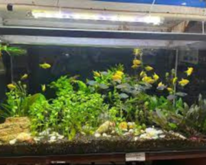 Vastu Tips To Attract Money In Business aquariums